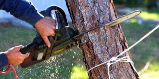 How Our Tree Care Process Works  in  Chandler, TX