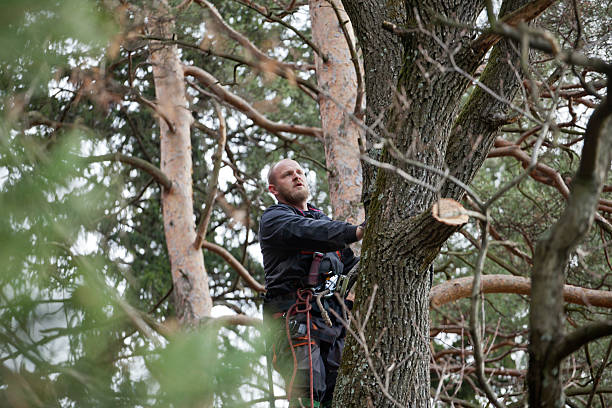 Professional Tree Removal Services in Chandler, TX